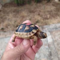 Testudo marginata tartaruga