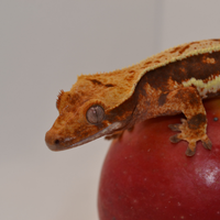 Geco ciliatus