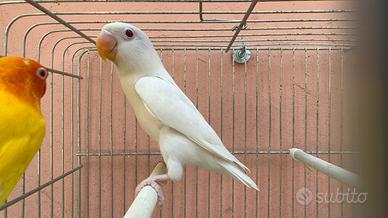 Albino Fischer Giovane