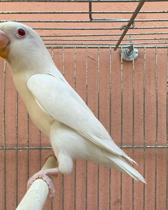 Albino Fischer Giovane