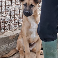 Cucciolo incrocio Pastore