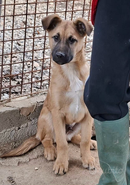 Cucciolo incrocio Pastore