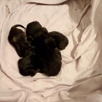 Adozione per 4 gattini