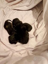 Adozione per 4 gattini