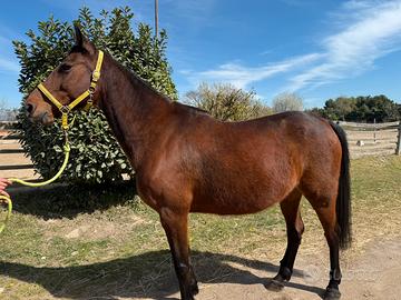 Cavalla trottatrice