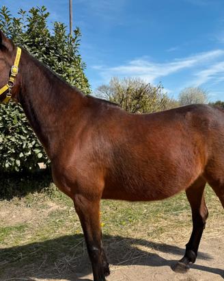 Cavalla trottatrice