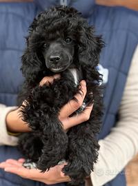 Cuccioli barboncino nano