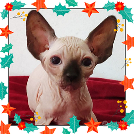 RAZZA RARA ELF STREAT ultima cucciolata