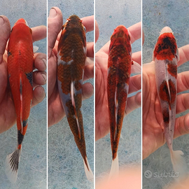 Carpe koi - 13/15 cm circa