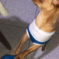 Cucciolo di nove mesi ciuauwa