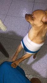 Cucciolo di nove mesi ciuauwa