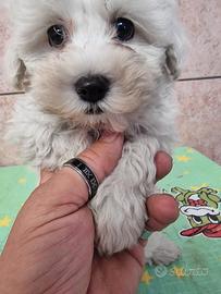 maltese mini toy