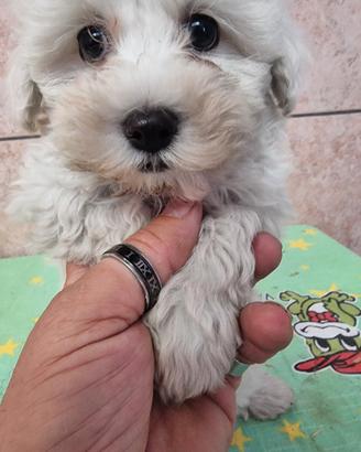 maltese mini toy