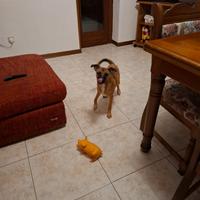 Cucciolo di 8 mesi
