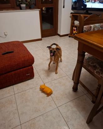 Cucciolo di 8 mesi