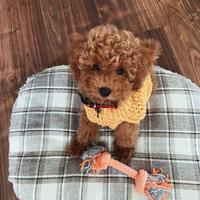 Barboncini toy - poodle poodle