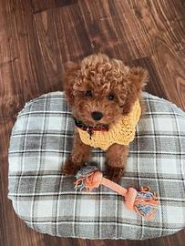 Barboncini toy - poodle poodle