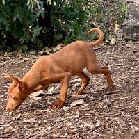 Cuccioli di Cirneco Dell'Etna