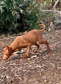 Cuccioli di Cirneco Dell'Etna