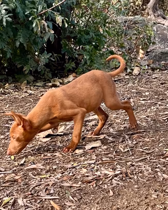 Cuccioli di Cirneco Dell'Etna