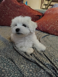 Maltese toy