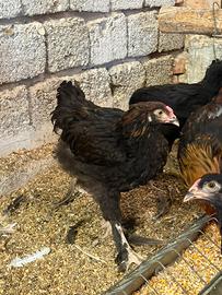 Gallo