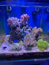 Acquario marino con sump