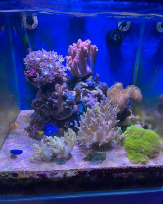 Acquario marino con sump