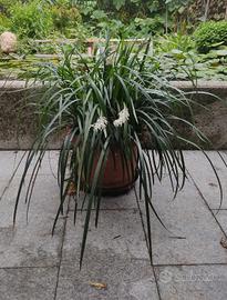 pianta: liriope muscari white monroe