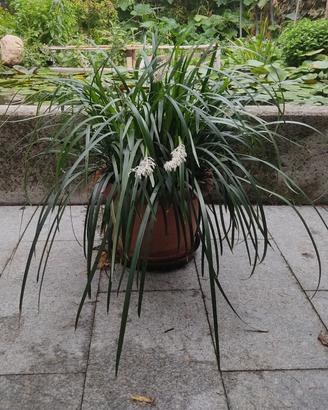 pianta: liriope muscari white monroe