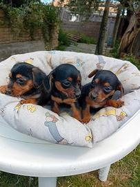Yorkschire cuccioli