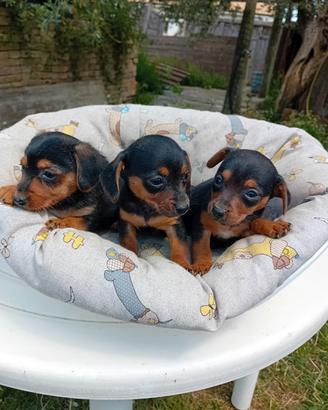 Yorkschire cuccioli