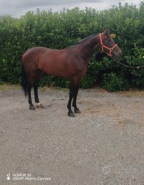 Cavallo trottatore