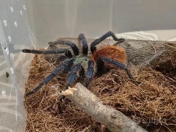Migale Chromatopelma c. e Grammostola pulchra