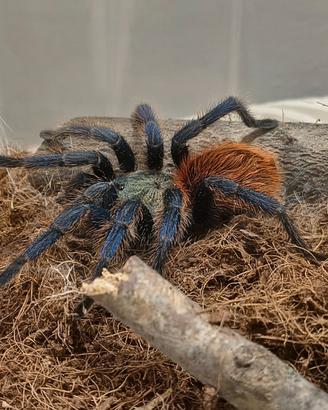 Migale Chromatopelma c. e Grammostola pulchra
