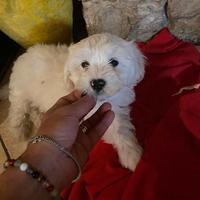 Cuccioli Maltipoo Bianchi