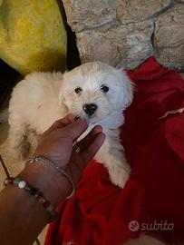 Cuccioli Maltipoo Bianchi