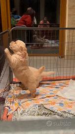 Cuccioli golden retriever