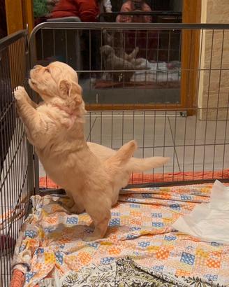 Cuccioli golden retriever