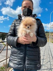 Femmina pomerania color crema