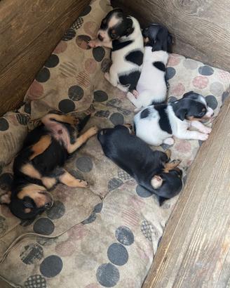 Pinscher