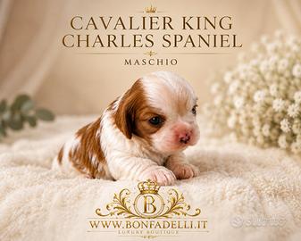Cuccioli cavalier king top