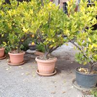 pianta di limone di almeno  15 anni