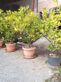 pianta di limone di almeno  15 anni