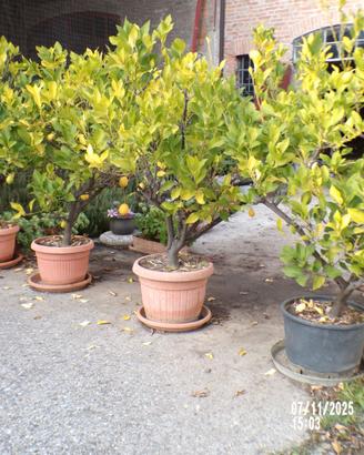 pianta di limone di almeno  15 anni