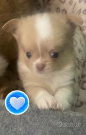 Chihuahua cucciolo PL