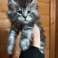 Cucciole Maine coon