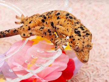Geco ciliatus