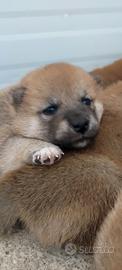 Cuccioli maschi di Shiba Inu
