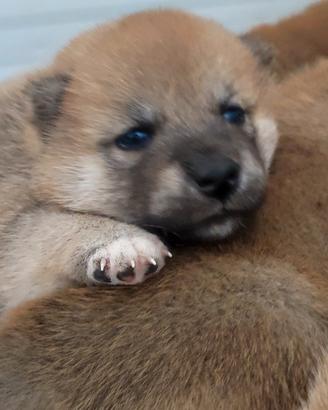 Cuccioli maschi di Shiba Inu